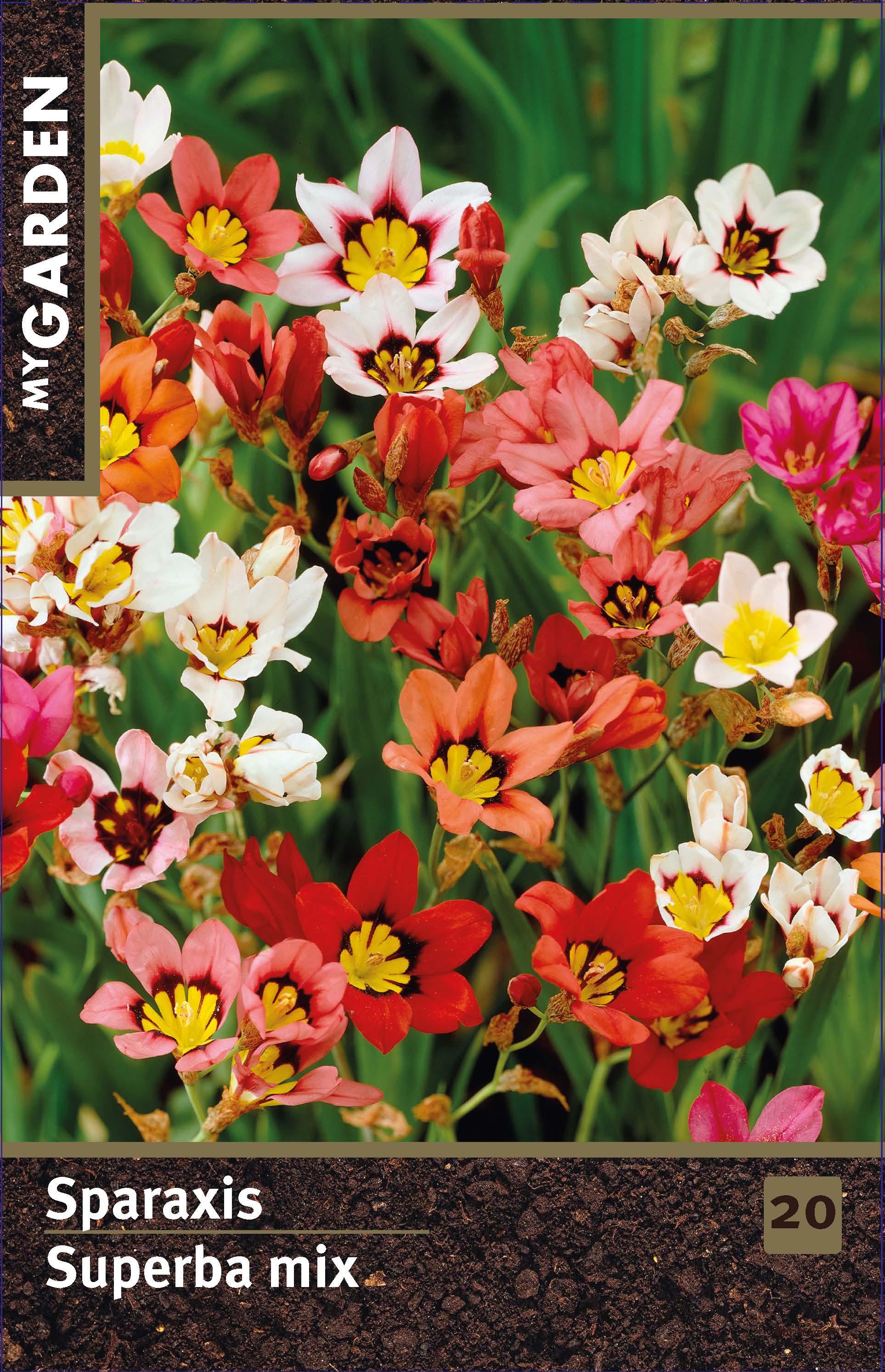 Спараксис Суперба микс